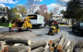 Best Tree Removal  in Calvert City, KY