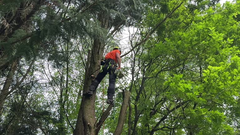 Best Tree Trimming and Pruning  in Calvert City, KY